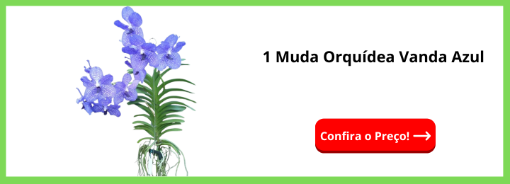 1 Muda Orquídea Vanda Azul