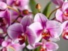 Doenças Comuns nas orquídeas