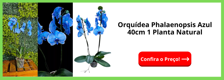 Orquídea Phalaenopsis Azul 40cm 1 Planta Natural