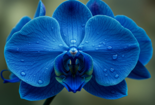 Orquídea Azul