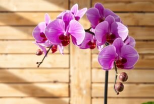 orquídea phalaenopsis