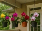 Como Cuidar de Várias Orquídeas em Casa