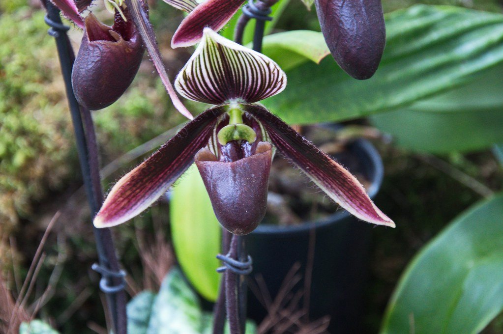 Orquídea Black (Paphiopedilum)