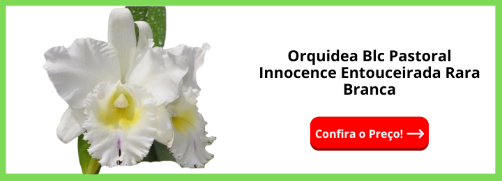 Orquidea Blc Pastoral Innocence Entouceirada Rara Branca