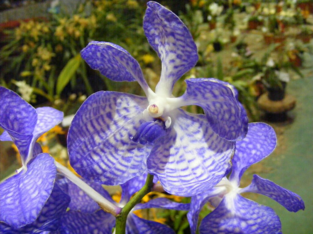 Orquídea Blue (Vanda coerulea)