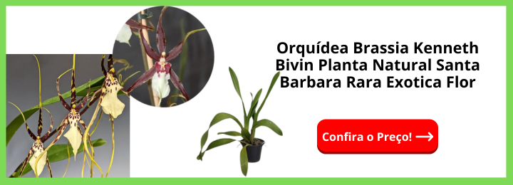 Orquídea Brassia Kenneth Bivin Planta Natural Santa Barbara Rara Exotica Flor