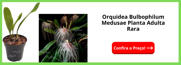 Orquidea Bulbophilum Medusae Planta Adulta Rara