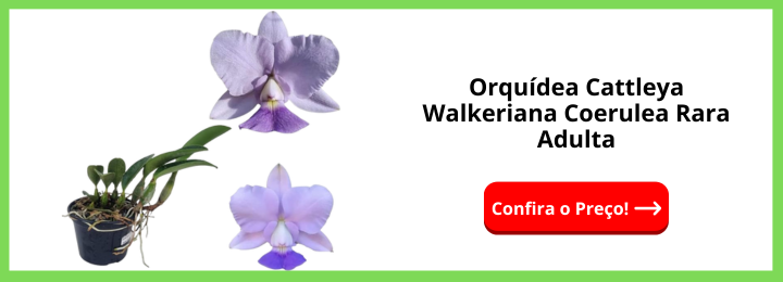 Orquídea Cattleya Walkeriana Coerulea Rara Adulta