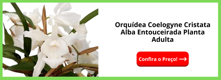 Orquídea Coelogyne Cristata Alba Entouceirada Planta Adulta