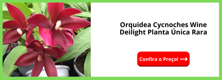 Orquidea Cycnoches Wine Deilight Planta Única Rara