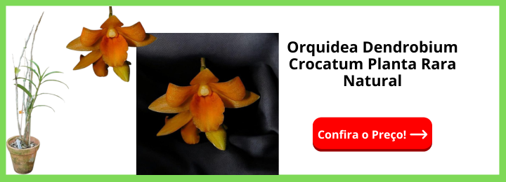 Orquidea Dendrobium Crocatum Planta Rara Natural