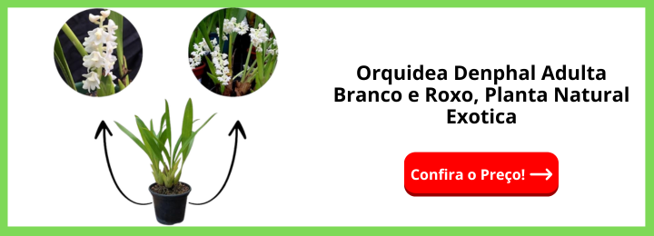 Orquidea Denphal Adulta Branco e Roxo Planta Natural Exotica