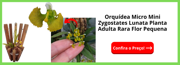 Orquídea Micro Mini Zygostates Lunata Planta Adulta Rara Flor Pequena