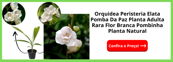 Orquidea Peristeria Elata Pomba Da Paz Planta Adulta Rara Flor Branca Pombinha Planta Natural