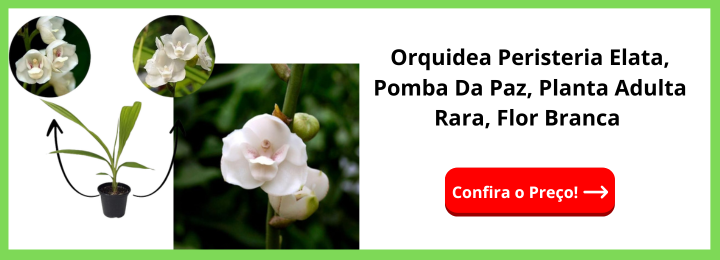 Orquidea Peristeria Elata, Pomba Da Paz, Planta Adulta Rara, Flor Branca 