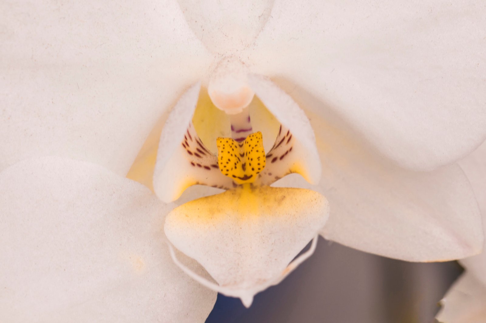 Orquídea pomba branca