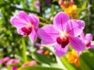 como-prevenir-doencas-fungicas-em-orquideas