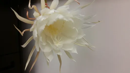 Orquídea dama da noite