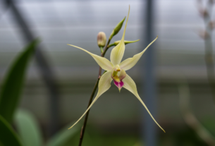 Orquídea rabo de rato