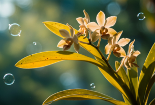 Orquídea amarelando as folhas
