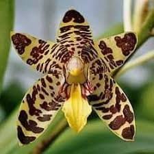 Orquídea leopardo