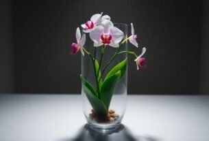 orquidea-em-vaso-de-vidro-linda-e-facil