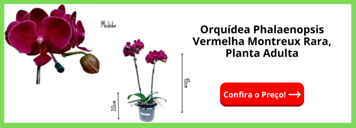 Orquídea Phalaenopsis Vermelha Montreux Rara, Planta Adulta