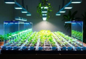 germinar sementes de orquídeas