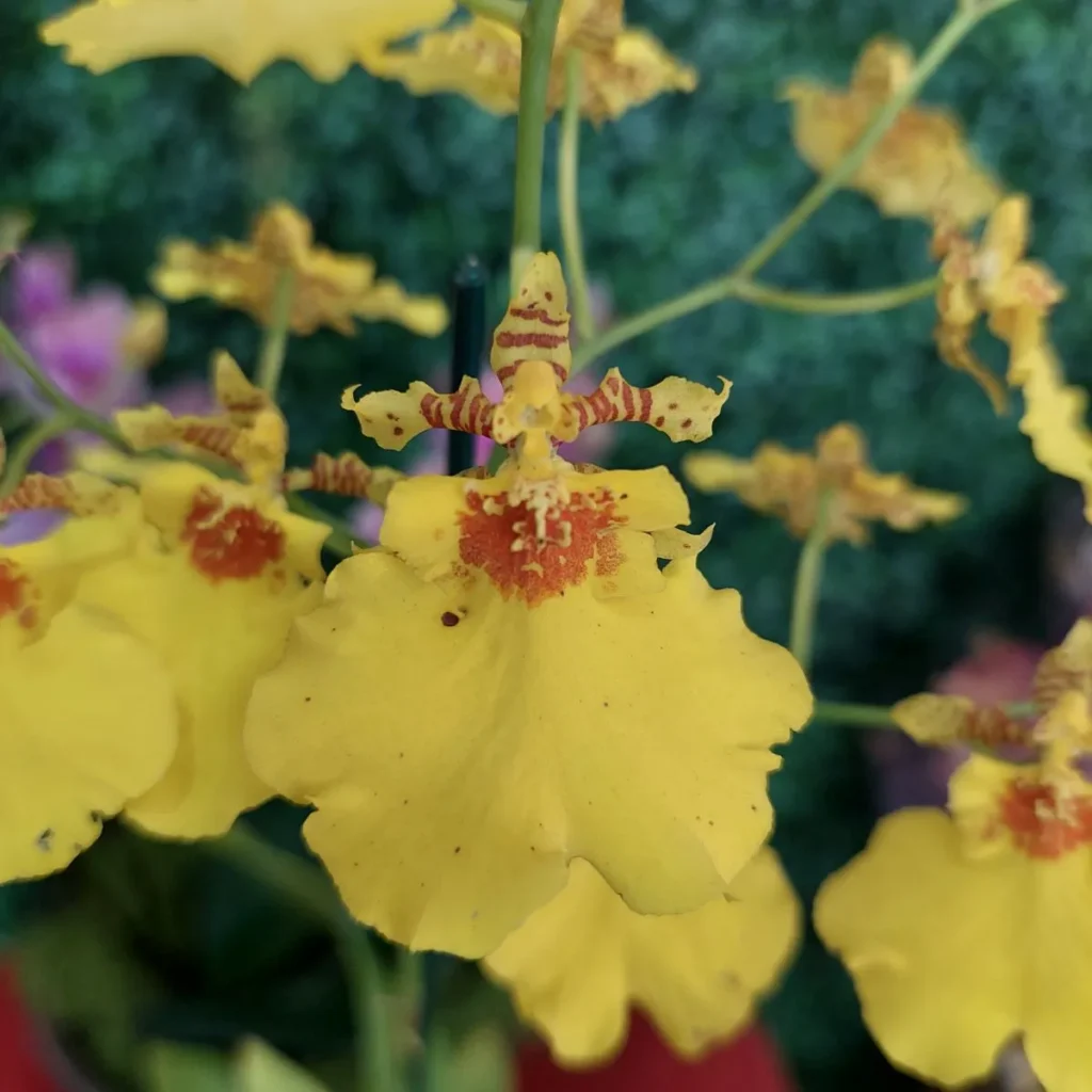 Oncidium Aloha Iwanaga