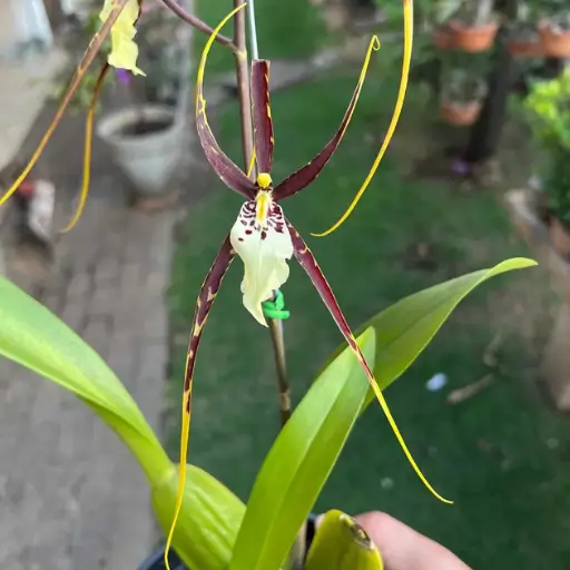 orquídea Orquídea‑Aranha (Brassia)