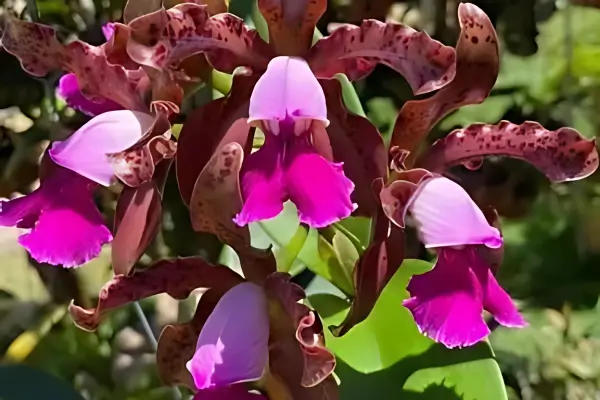 Cattleya híbrida