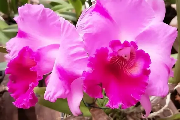 Cattleya labiata
