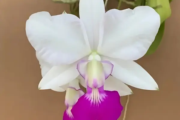 Cattleya walkeriana