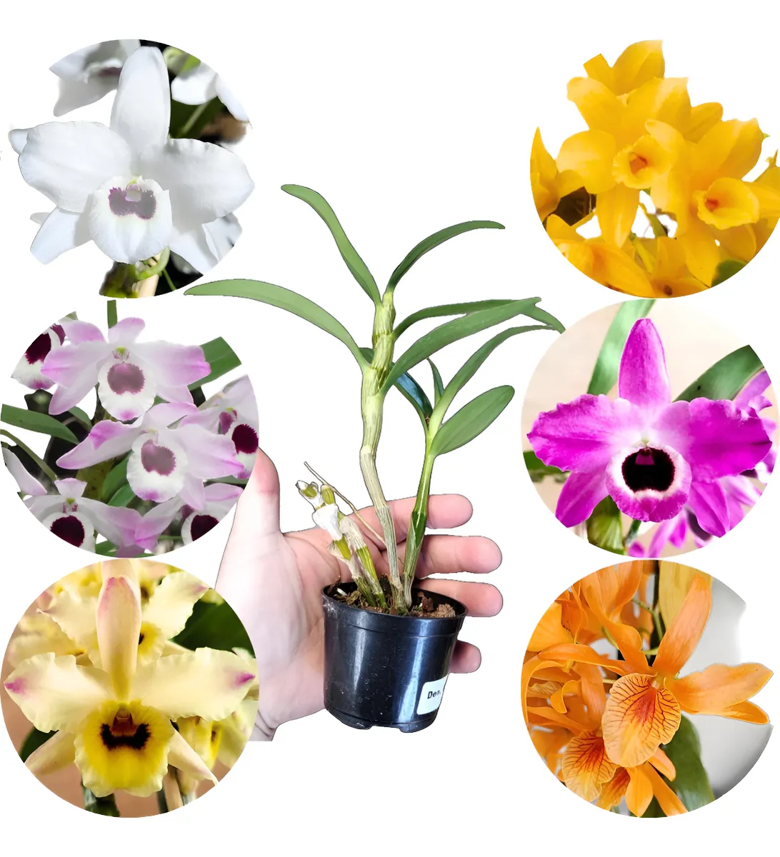 Dendrobium Nobile