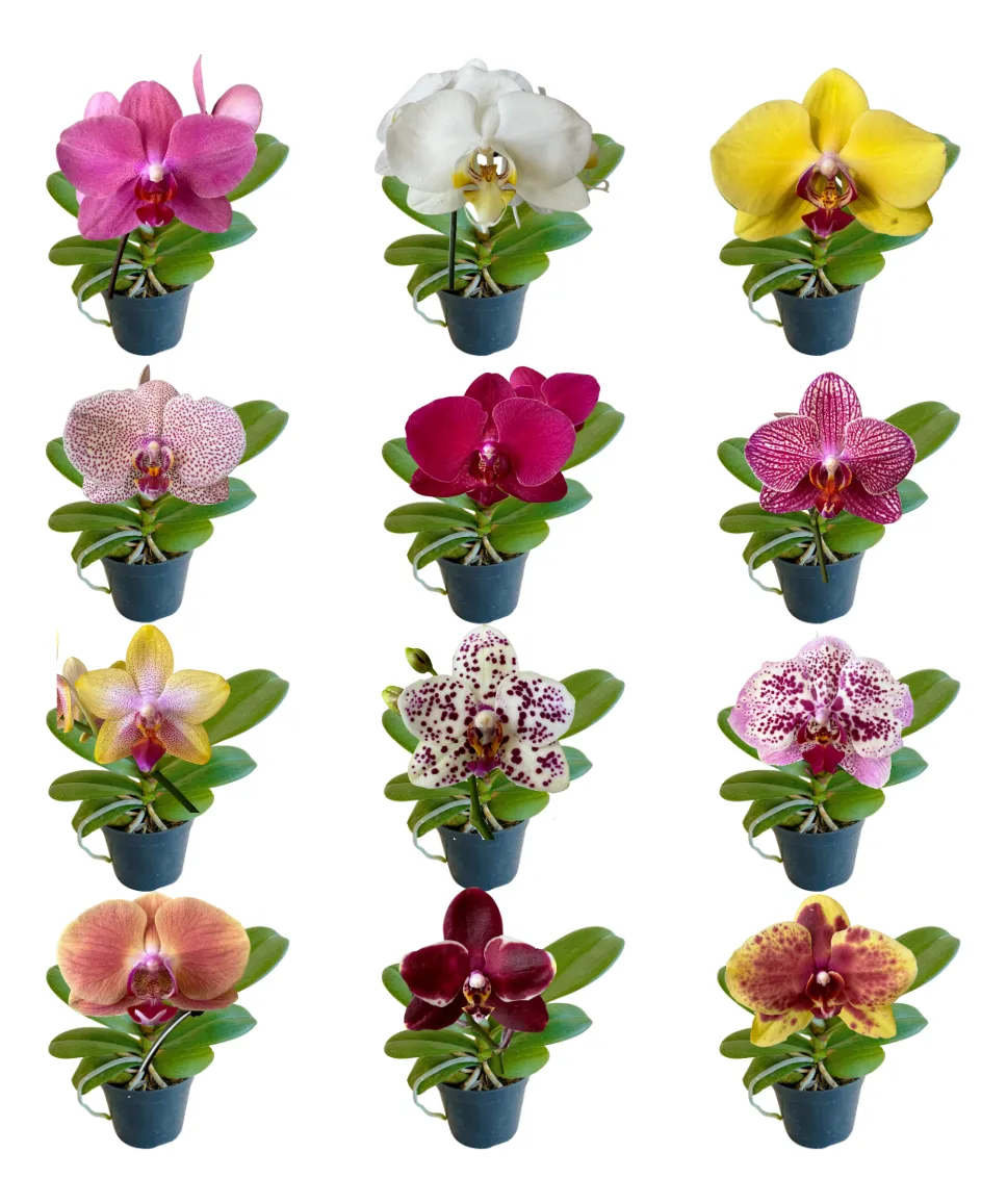 Dendrobium Phalaenopsis