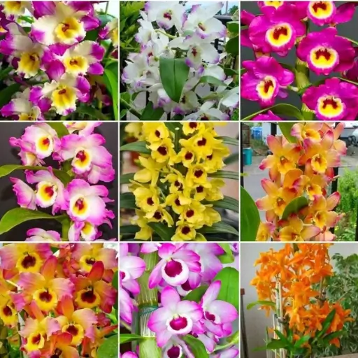 orquídea Dendrobium
