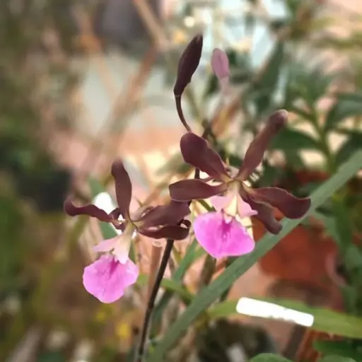 orquídea Encyclia (Forma de Polvo)