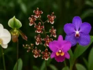 Espécies de Orquídeas