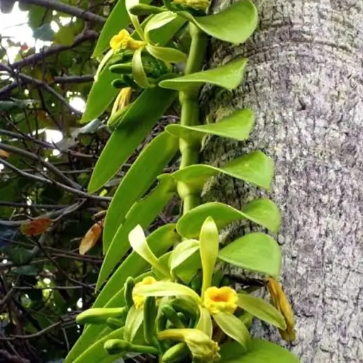orquídea Vanilla (Orquídea‑Baunilha Trepadeira)