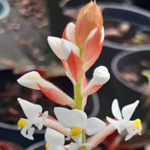 orquídea Ludisia (Orquídea‑Joia)