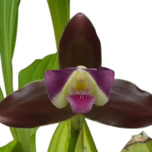 orquídea Lycaste (Limão & Canela)
