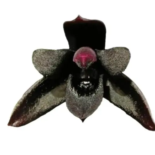 orquídea Maxillaria (Baunilha & Coco)