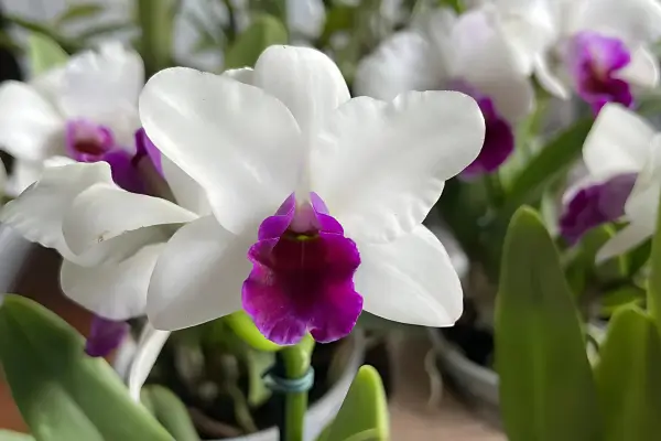 Mini Cattleya