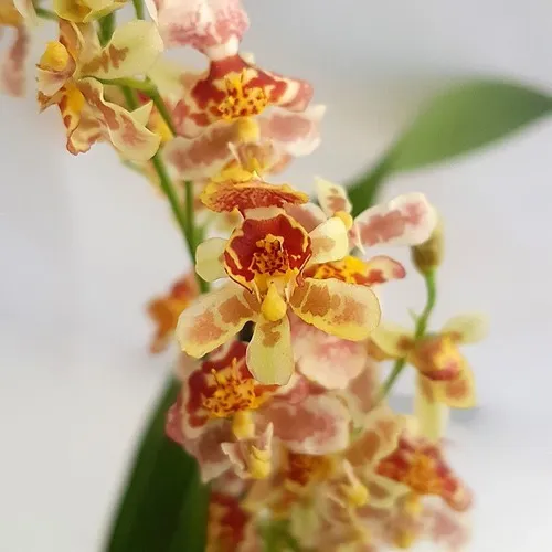 ONCIDIUM TWINKLE