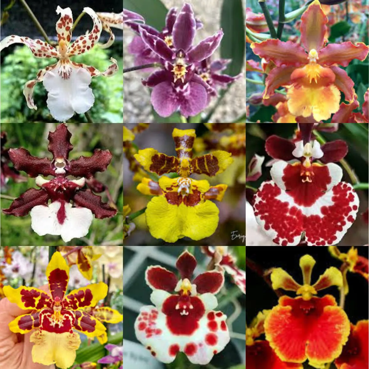 Espécies de Orquídea Oncidium