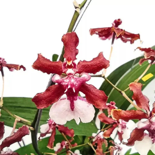 orquídea Oncidium Sharry Baby (Chocolate)