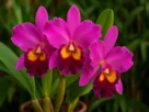 Orquídea Cattleya
