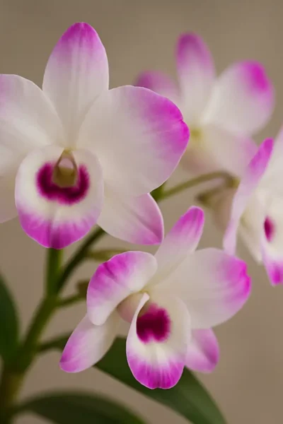 Orquídea Dendrobium em flor com fundo neutro