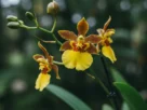 Orquídea Oncidium