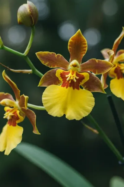 Orquídea Oncidium